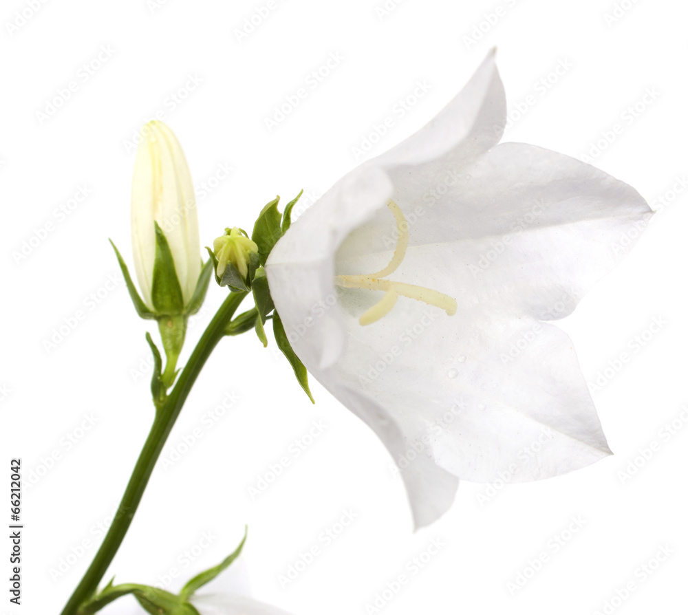 Obraz premium Bellflower