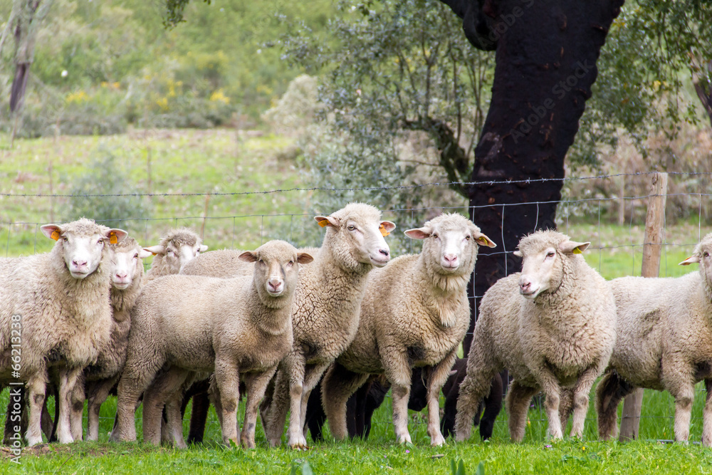 Obraz premium Pecore, Gregge