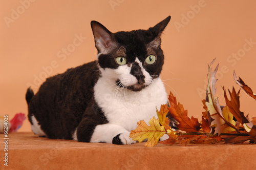 German Rex Katze liegend auf Braun photo