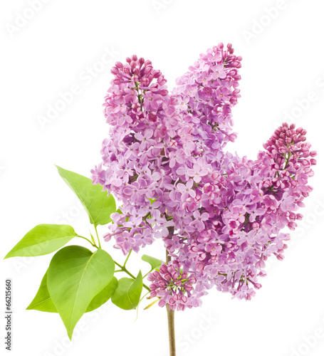 beautiful lilac flowers isolated on white