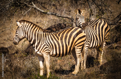 Zebras