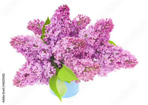 beautiful lilac flowers isolated on white