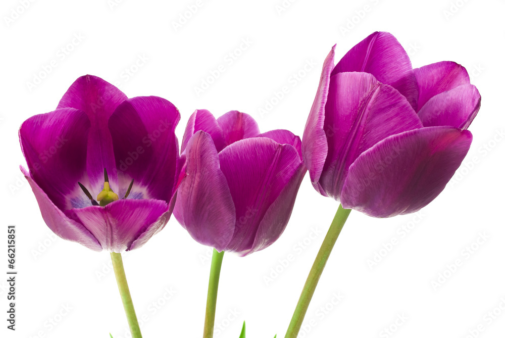 purple tulips isolated on white background purple tulips isolated on white background