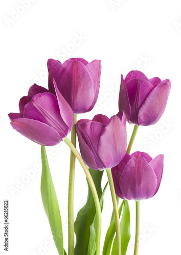 purple tulips isolated on white background #66215822