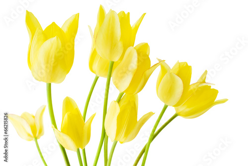 Spring bouquet of yellow tulips on the white background.