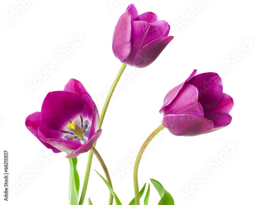 purple tulips isolated on white background