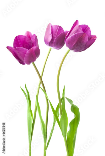 Fototapeta Naklejka Na Ścianę i Meble -  purple tulips isolated on white background