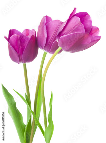 purple tulips isolated on white background © ulkan