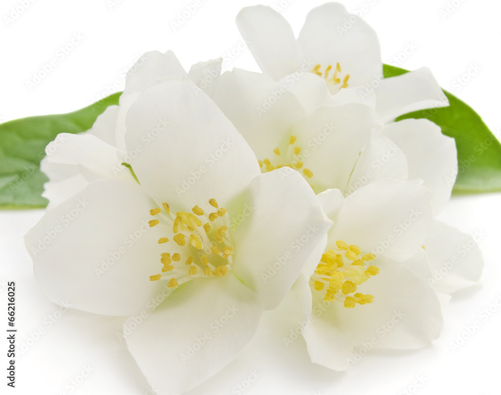 jasmine white flower isolated on white background jasmine white flower isolated on white background