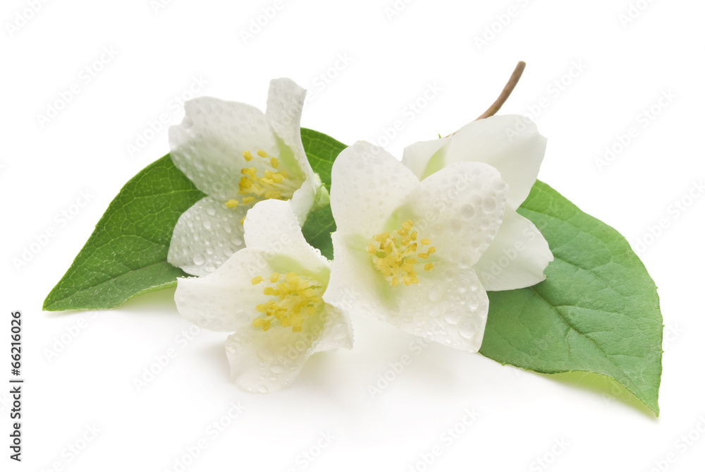 Naklejka premium jasmine white flower isolated on white background