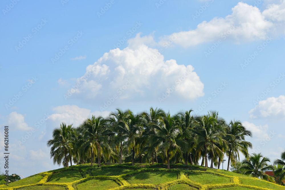 Fototapeta premium Coconut palm trees under blue sky