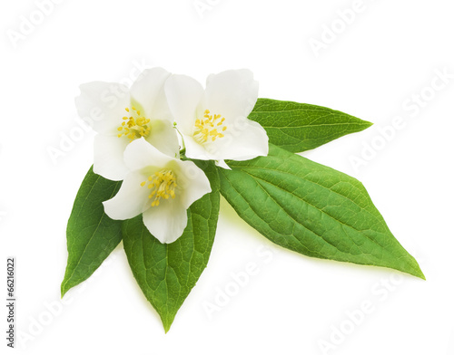 jaśminowy biały kwiat odizolowywający na białym tle
