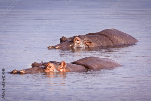 Swimming Hippos