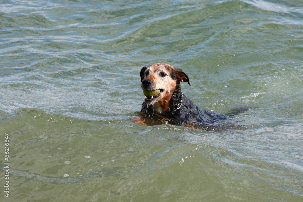 Dog Dog