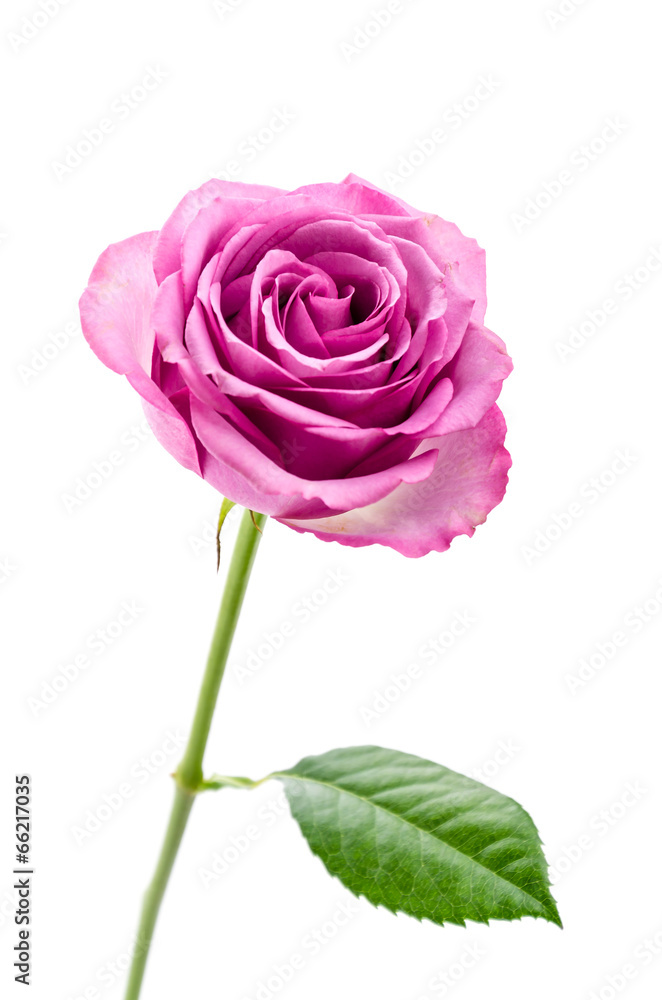 Pink rose isolated on white Pink rose isolated on white