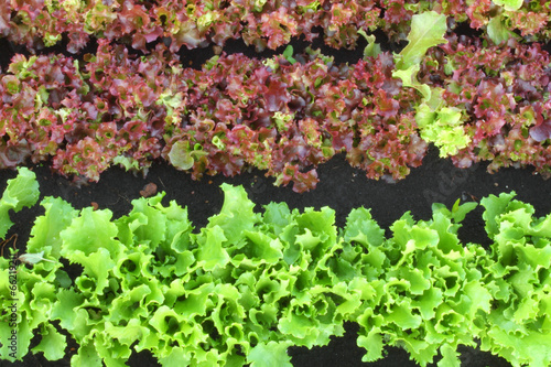 garden bed of lettuce