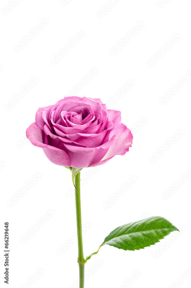 Pink rose isolated on white Pink rose isolated on white