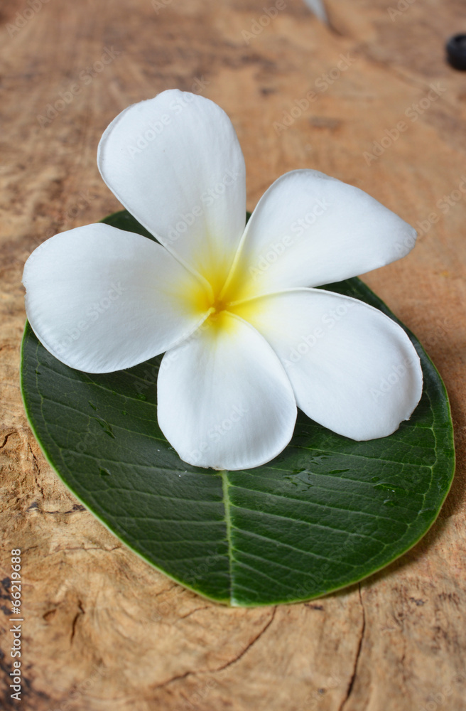 colorful plumeria flower isolated on white colorful plumeria flower isolated on white
