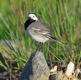 White wagtail on the stone