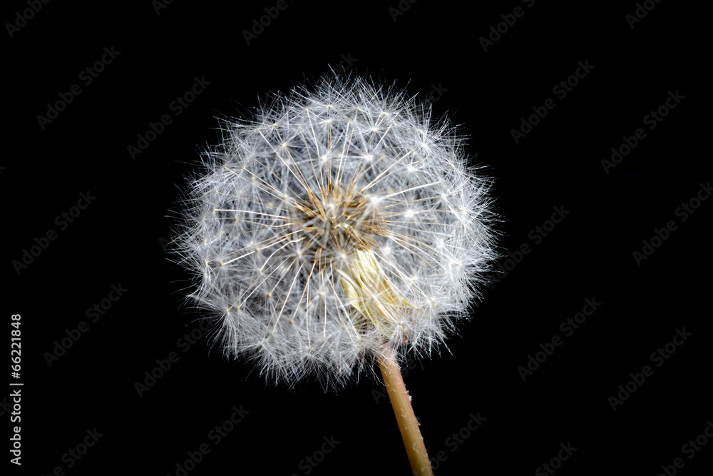 Dandelion fluffy black background Dandelion fluffy black background