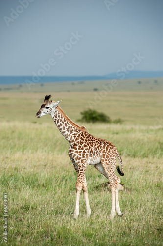 giraffe