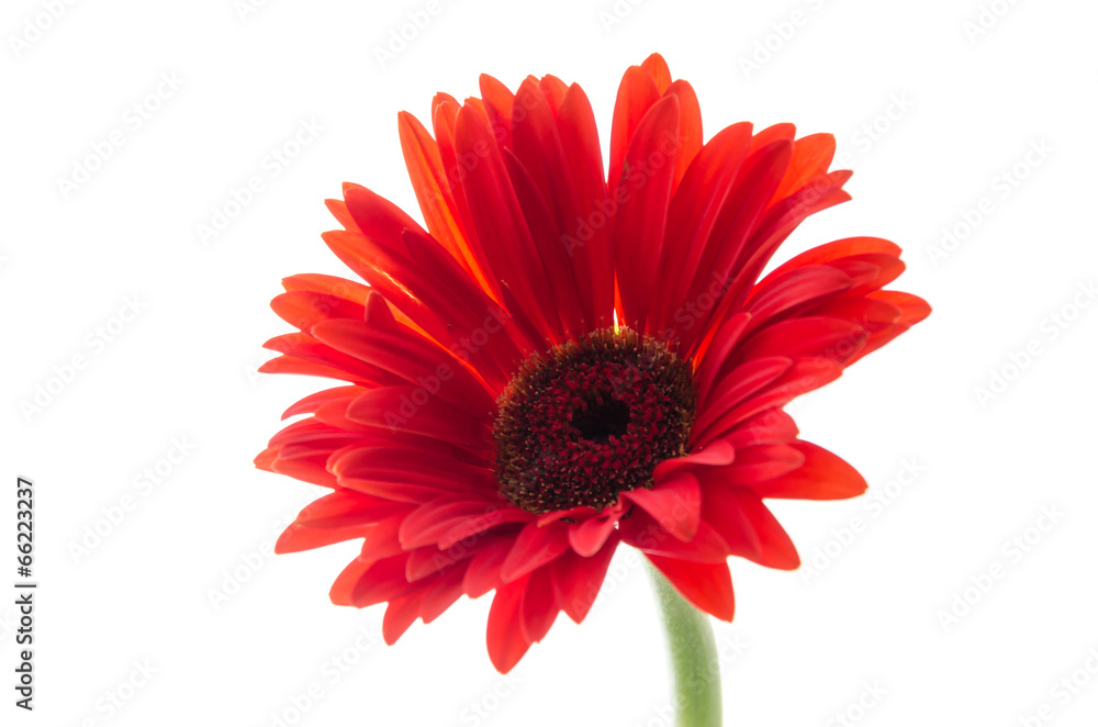 Gerbera