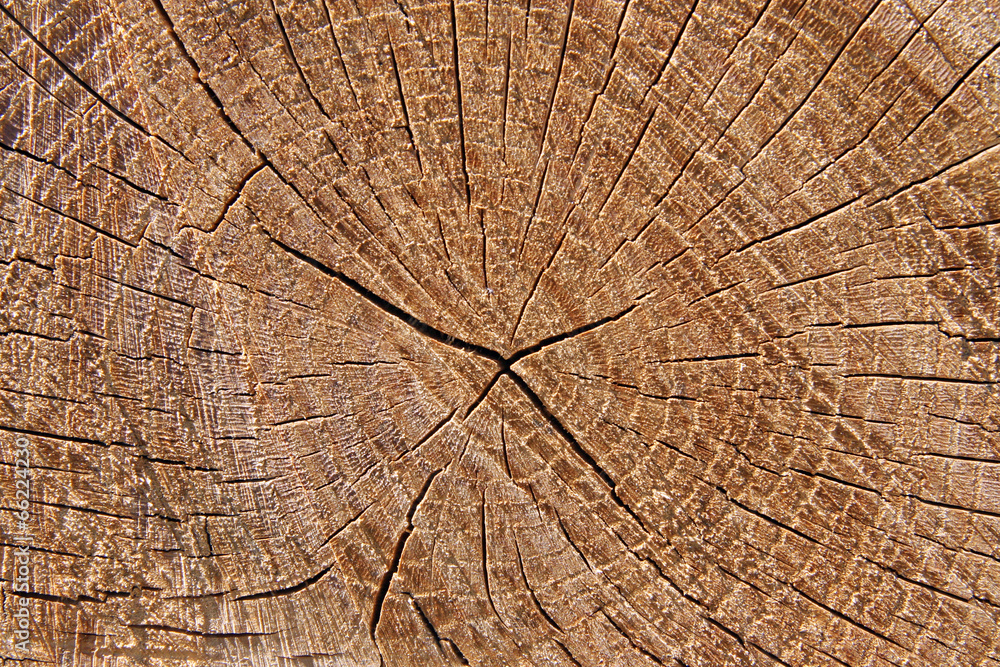 Fototapeta premium Kikut