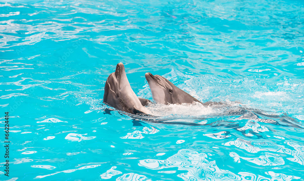 Naklejka premium dolphins couple swimming in blue pool water