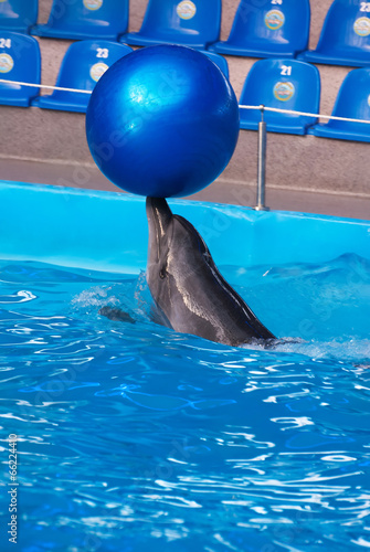 Dolphin in a dolphinarium pool with the big blue ball