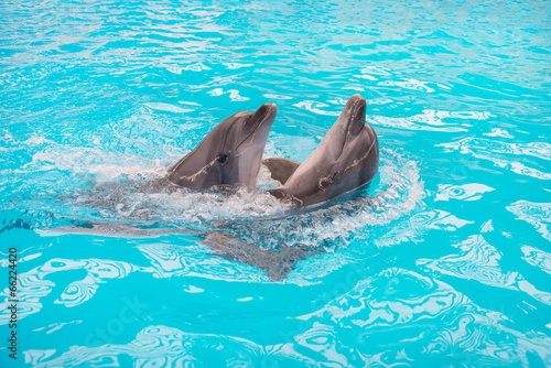 dolphins couple swimming in blue pool water