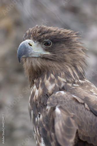 golden eagle