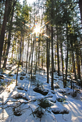 beautiful winter pine forest and sunset with sun rays photo