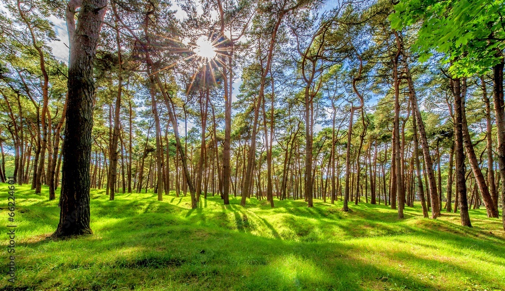 FORET MAGIQUE FORET MAGIQUE