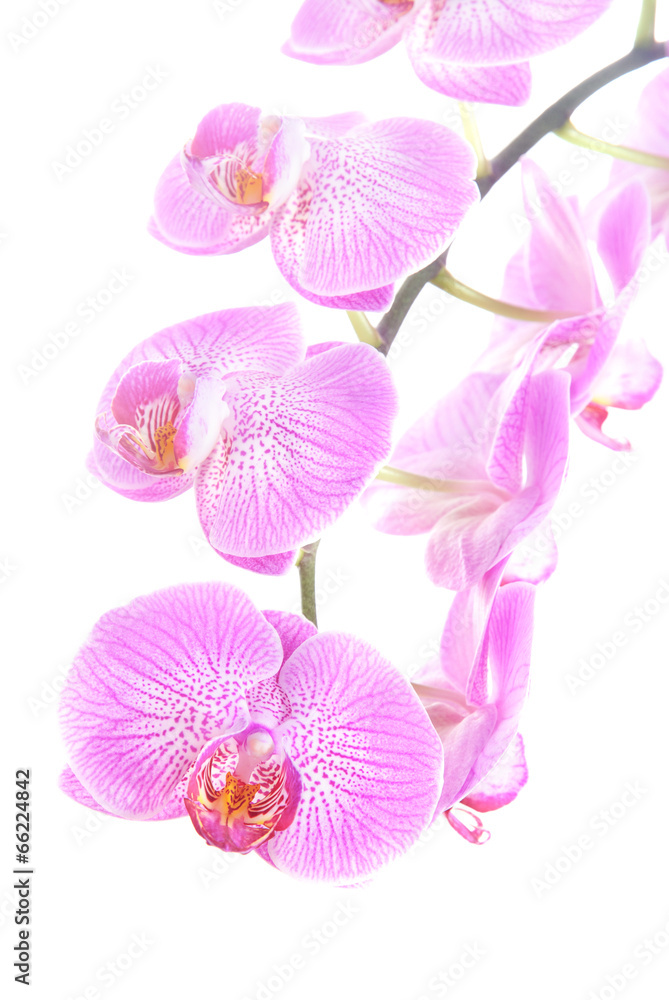 rosy beautiful orchid spray isolated on white background rosy beautiful orchid spray isolated on white background