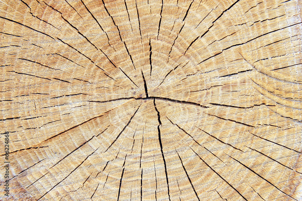 Fototapeta premium Stump