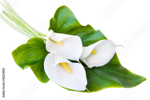 three white Calla lilies on a white background