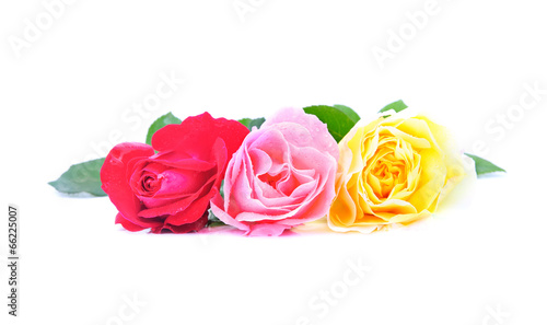 three beautiful pink roses with water drops isolated on white