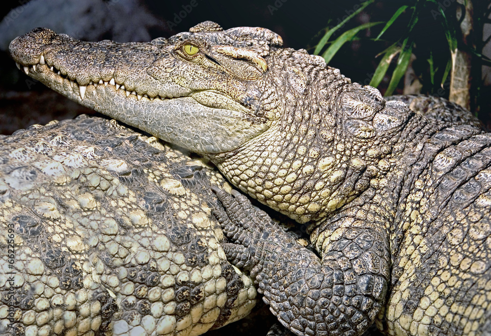 Obraz premium Siam crocodile