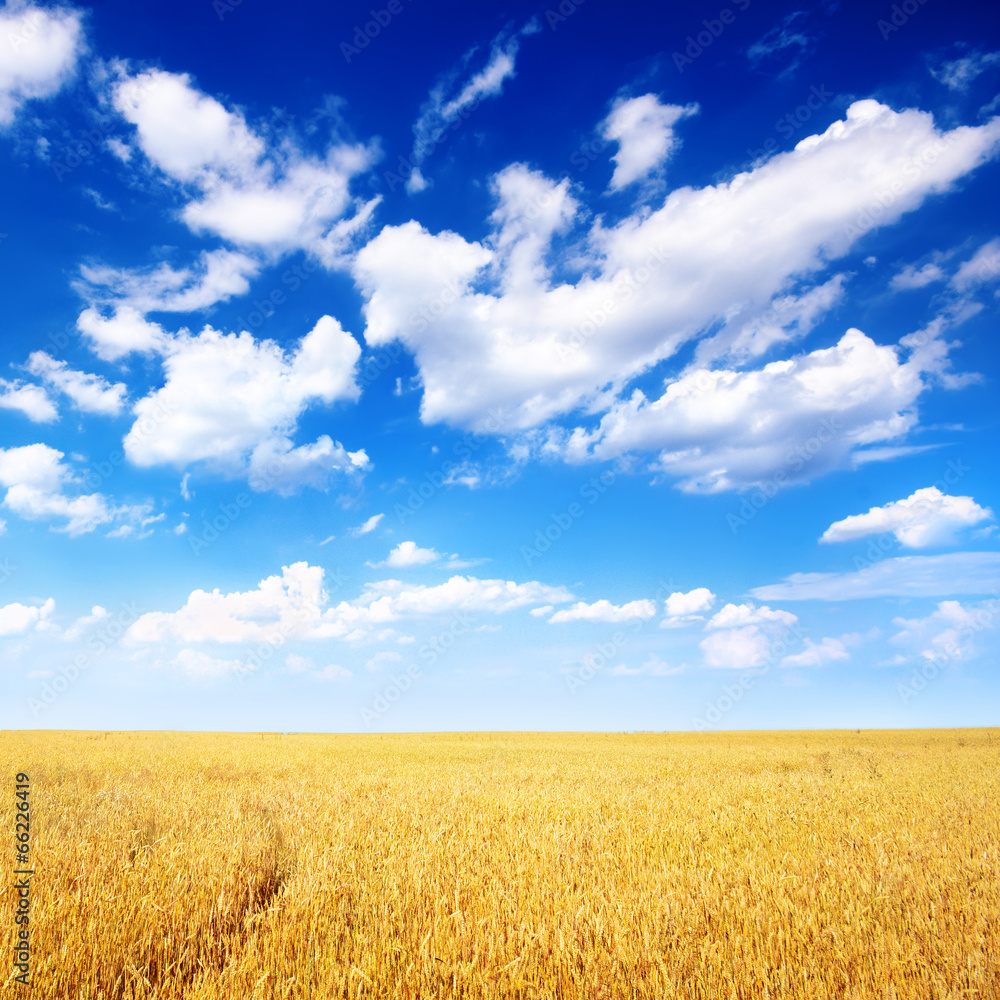 Wheat field and blue sky with white clouds