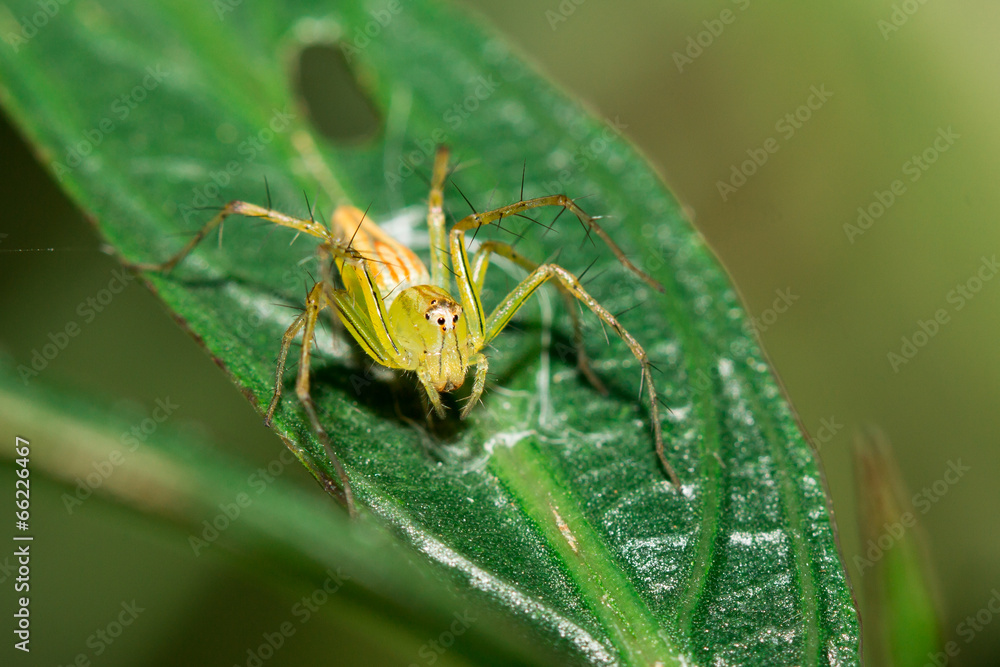 The little spider The little spider