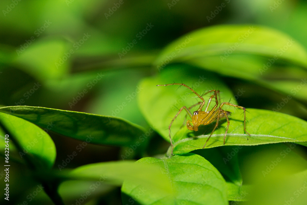 The little spider The little spider