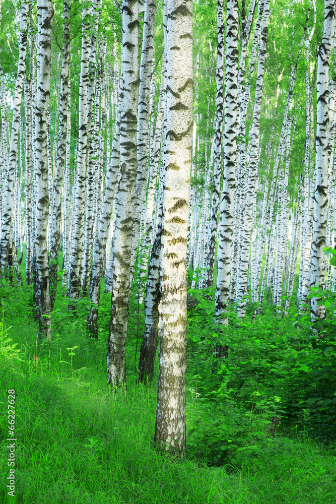 forest birch forest birch