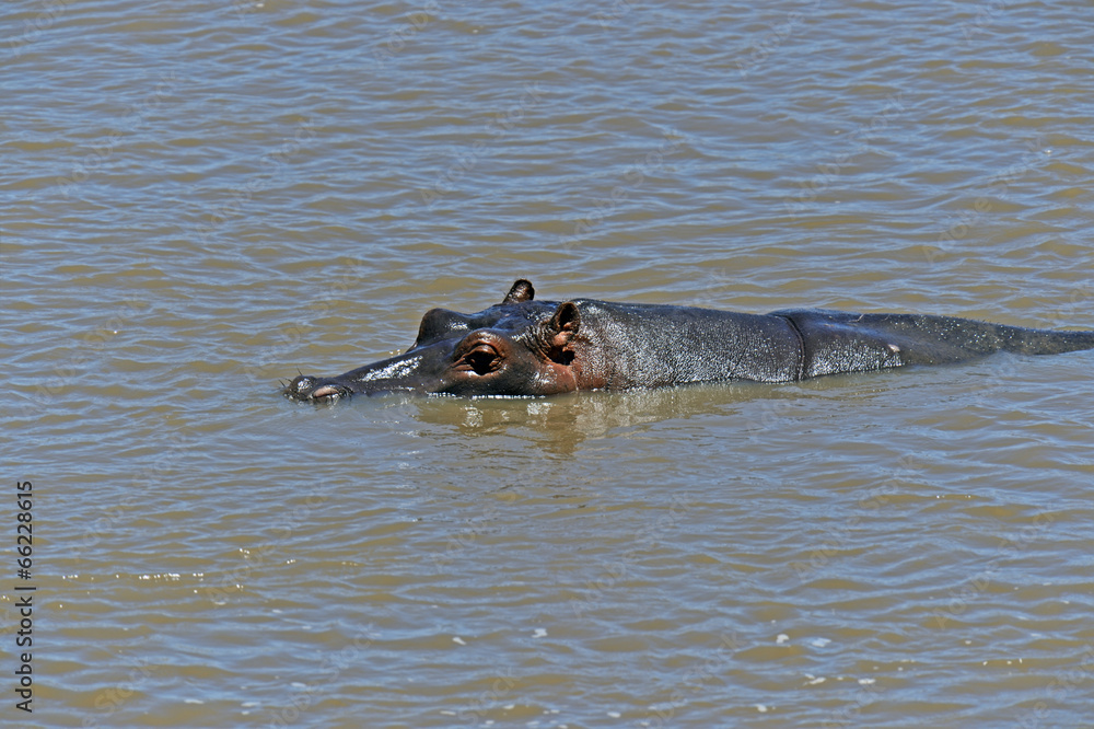 Fototapeta premium African hippo