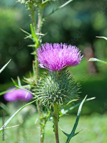 Mariendistel - Silybum marianum photo