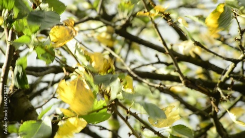 Wallpaper Mural Baum mit herbstlich verfärbten Blättern im Wind Torontodigital.ca