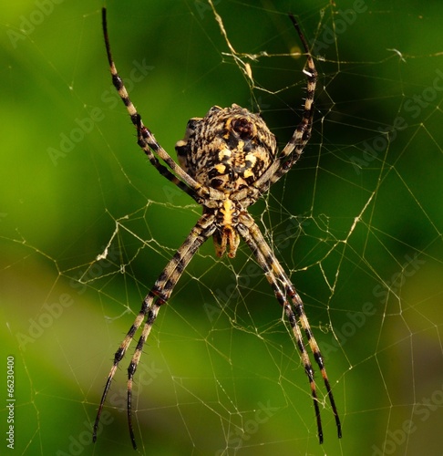Magnificent spider argiope argentata immobile