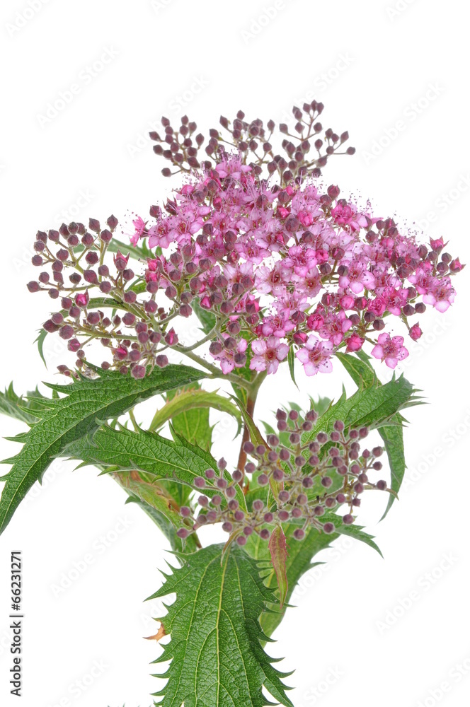 Spiraea flower isolated on white background Spiraea flower isolated on white background