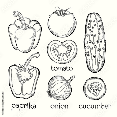 Paprika, tomato, onion, cucumber. Vector illustration on white b