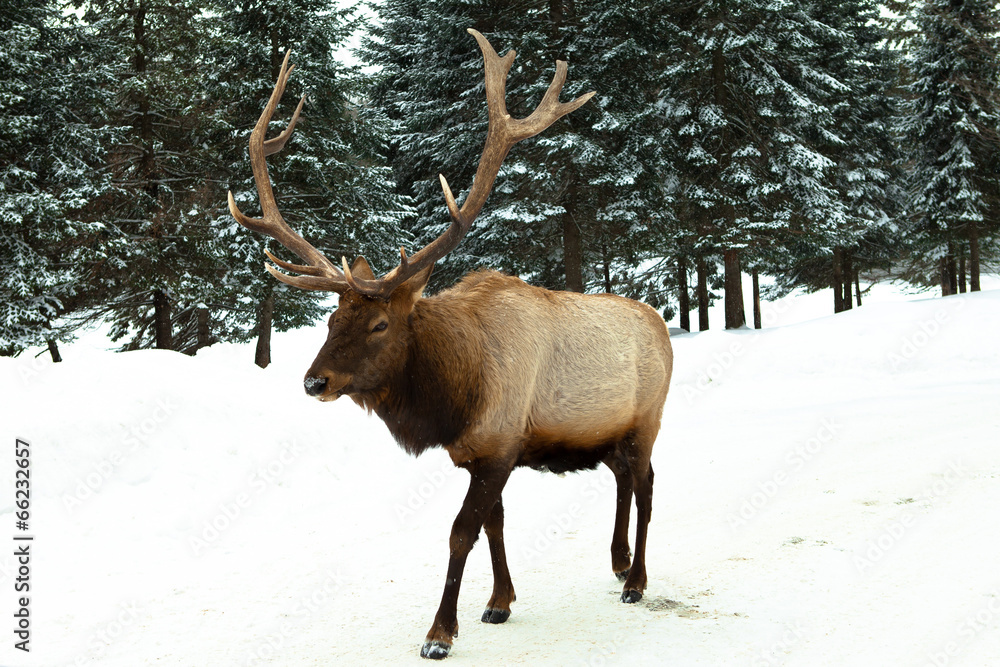 The Elk in the winter with snow and pine trees holiday The Elk in the winter with snow and pine trees holiday