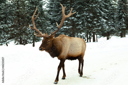 Fototapeta Naklejka Na Ścianę i Meble -  The Elk in the winter with snow and pine trees holiday